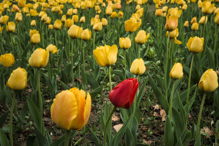 Introversie versus AD(H)D: de overeenkomsten en verschillen