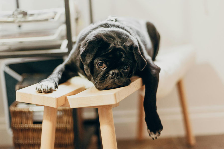 The value of boredom